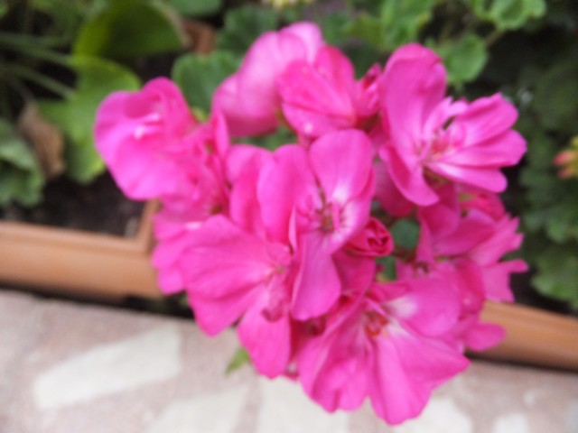 Name:  DSCF7335.jpg
Views: 253
Size:  58.4 KB