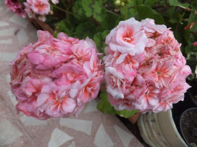 Name:  DSCF7337.jpg
Views: 246
Size:  42.0 KB