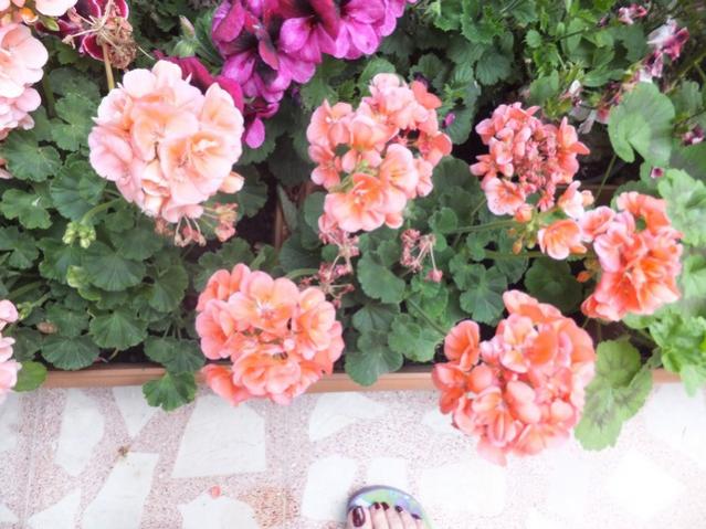 Name:  DSCF7339.jpg
Views: 259
Size:  58.0 KB