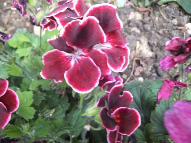 Name:  DSCF7342.jpg
Views: 201
Size:  48.9 KB