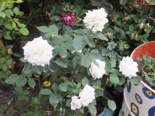 Name:  DSCF7346.jpg
Views: 219
Size:  57.9 KB
