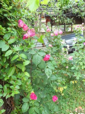 Name:  DSCF7347.jpg
Views: 207
Size:  46.2 KB