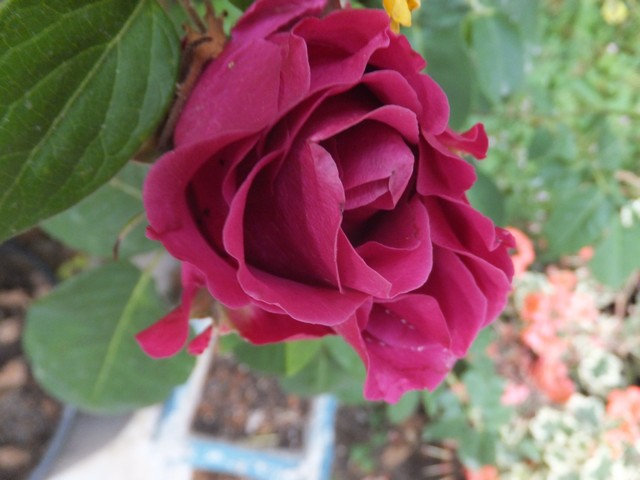 Name:  DSCF7349.jpg
Views: 231
Size:  66.7 KB