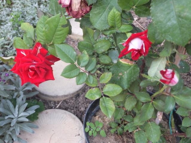 Name:  DSCF7353.jpg
Views: 230
Size:  52.3 KB