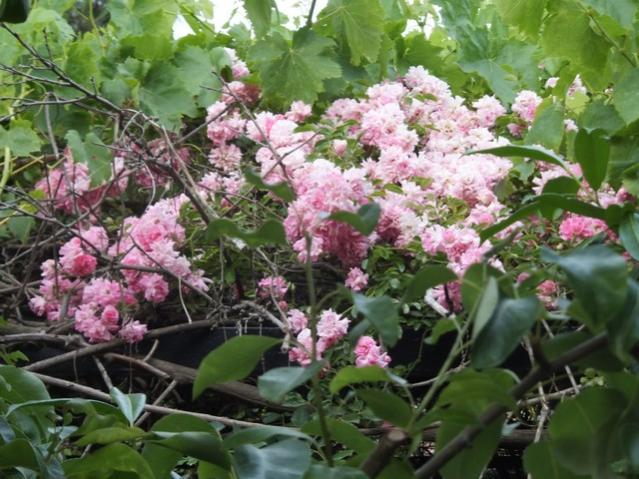 Name:  DSCF7356.jpg
Views: 244
Size:  62.7 KB