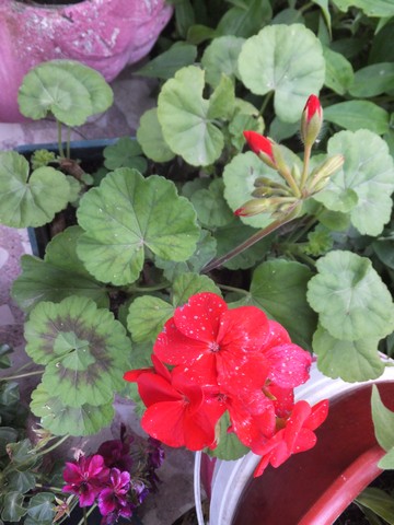 Name:  DSCF7367.jpg
Views: 197
Size:  63.8 KB