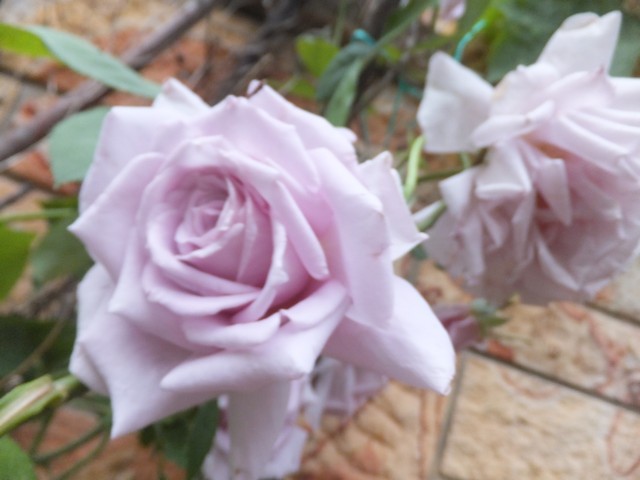 Name:  DSCF7408.jpg
Views: 348
Size:  62.1 KB