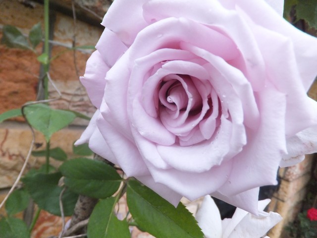 Name:  DSCF7410.jpg
Views: 333
Size:  66.8 KB