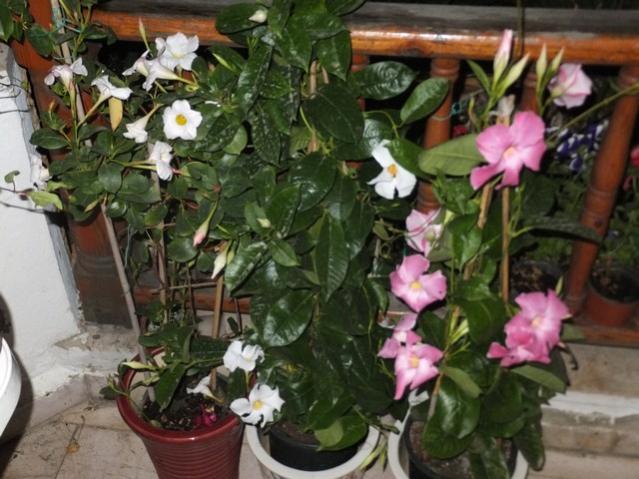Name:  DSCF7418.jpg
Views: 334
Size:  54.9 KB
