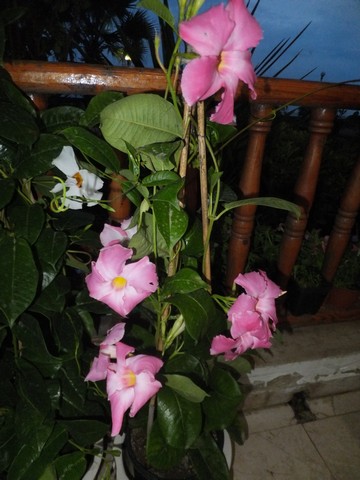 Name:  DSCF7420.jpg
Views: 329
Size:  62.5 KB