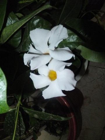 Name:  DSCF7421.jpg
Views: 309
Size:  45.0 KB
