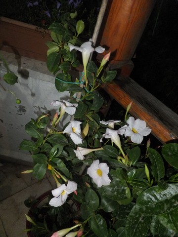 Name:  DSCF7423.jpg
Views: 331
Size:  61.6 KB