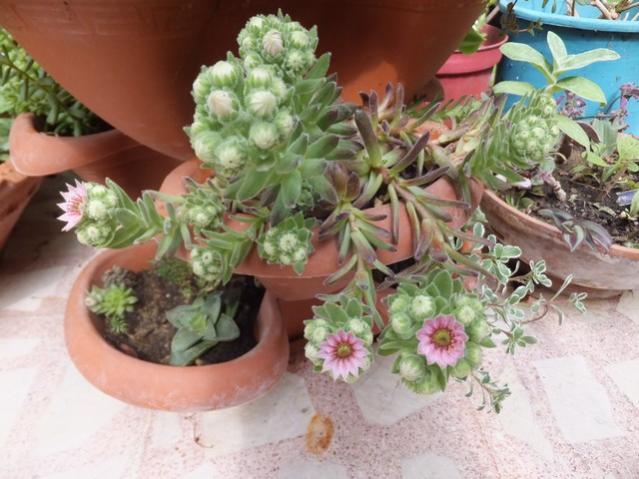 Name:  DSCF7429.jpg
Views: 343
Size:  51.1 KB