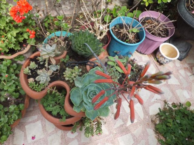 Name:  DSCF7431.jpg
Views: 343
Size:  65.2 KB