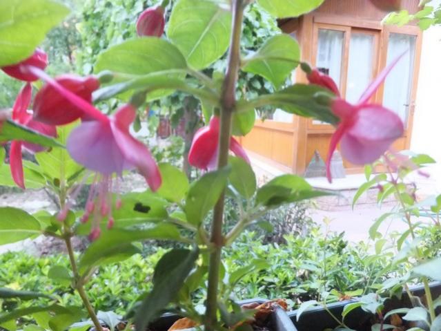 Name:  DSCF7457.jpg
Views: 333
Size:  52.0 KB