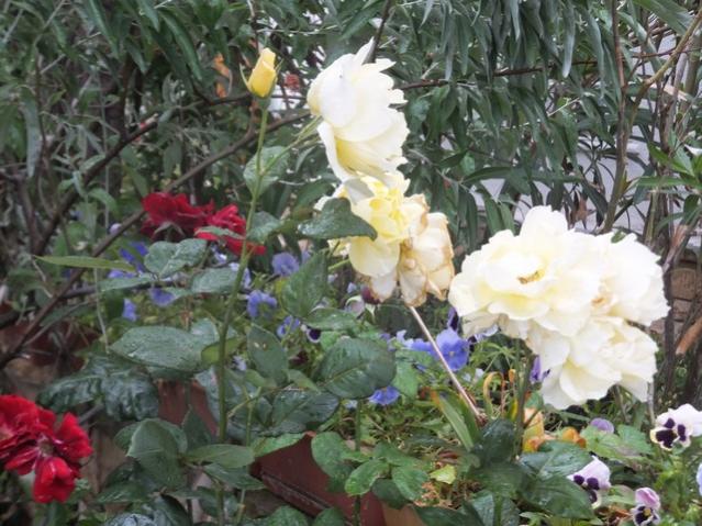 Name:  DSCF7475.jpg
Views: 324
Size:  61.5 KB