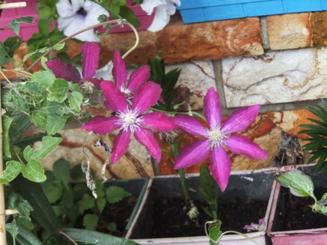 Name:  DSCF7495.jpg
Views: 322
Size:  53.4 KB