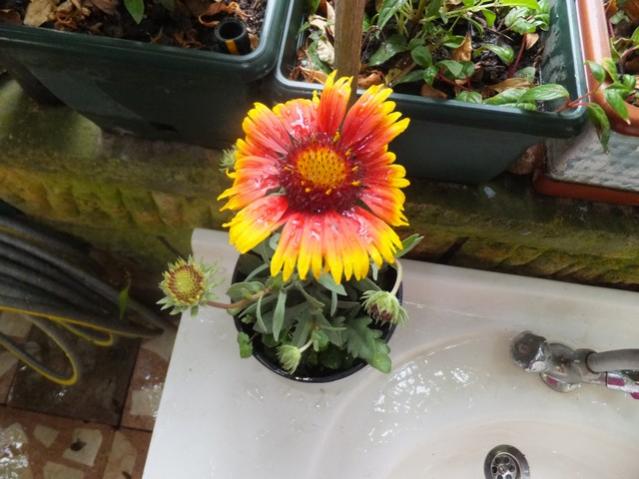 Name:  DSCF7528.jpg
Views: 296
Size:  45.5 KB