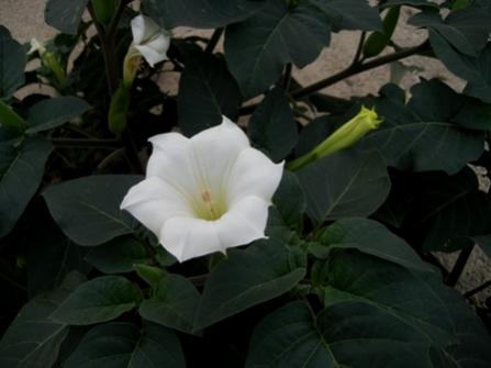 Name:  IMG_4490.jpg
Views: 1272
Size:  18.1 KB