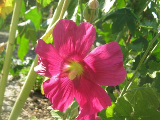 Name:  dilimli hatmi.jpg
Views: 1460
Size:  36.8 KB