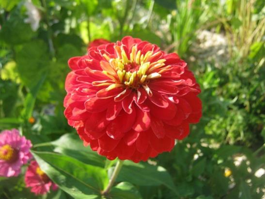 Name:  katl zinnia.jpg
Views: 1575
Size:  35.6 KB