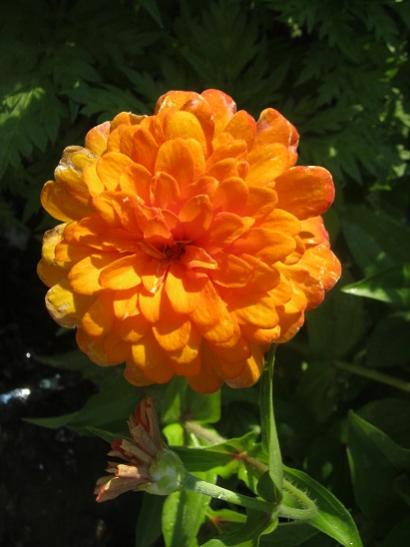 Name:  katl zinnia1.jpg
Views: 1561
Size:  29.4 KB