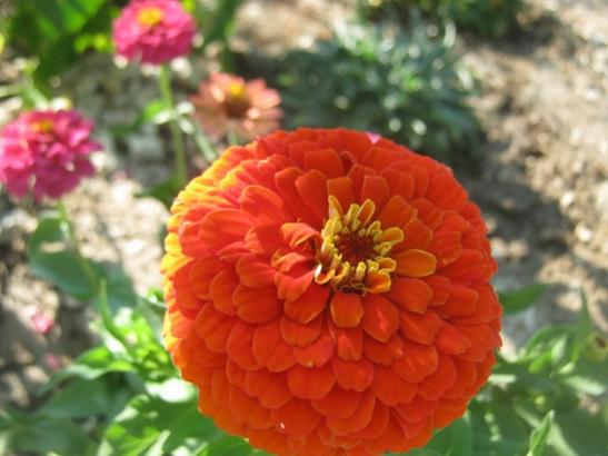 Name:  katl zinnia2.jpg
Views: 1384
Size:  33.6 KB