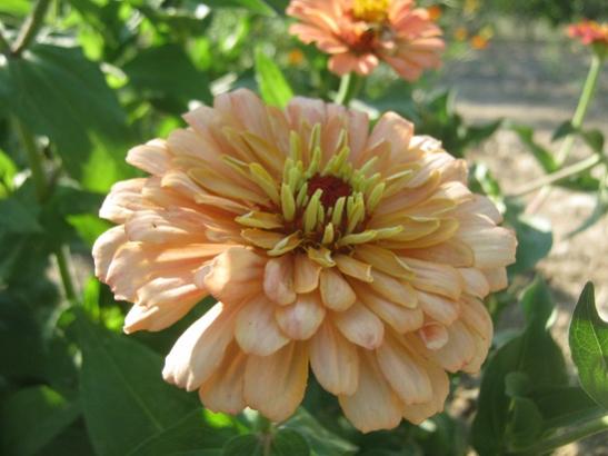 Name:  katl zinnia3.jpg
Views: 1558
Size:  32.3 KB