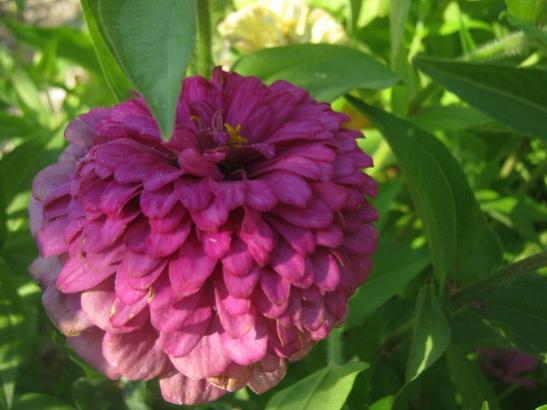 Name:  katl zinnia4.jpg
Views: 1627
Size:  31.6 KB