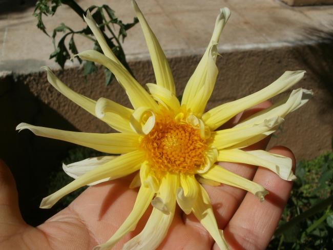 Name:  P1010172a.jpg
Views: 322
Size:  42.8 KB