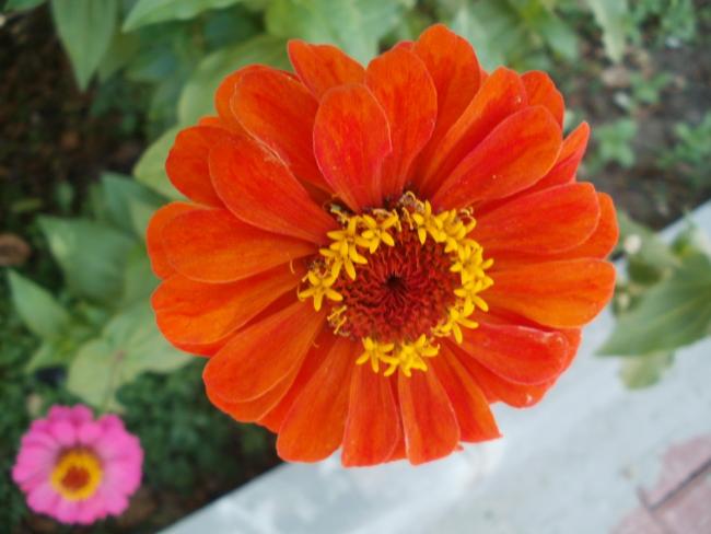 Name:  P1010173a.jpg
Views: 351
Size:  36.3 KB