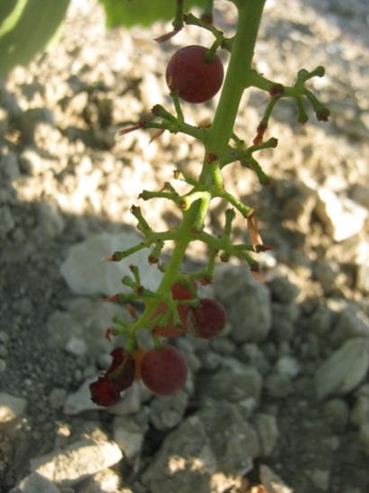 Name:  zmleri ar yemi.jpg
Views: 1737
Size:  33.7 KB