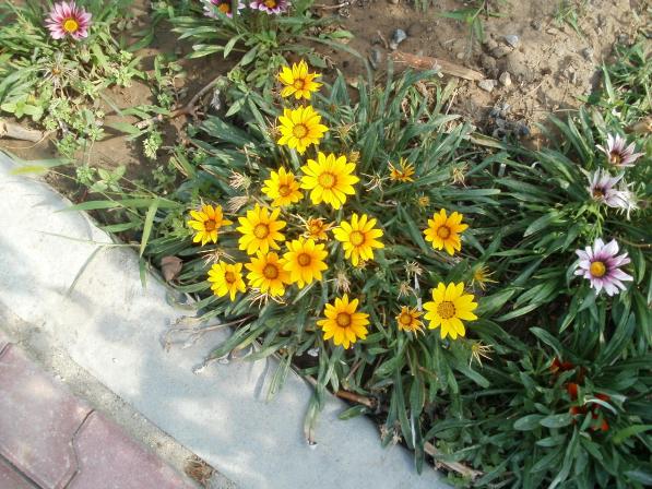 Name:  P1010183a.jpg
Views: 360
Size:  71.3 KB
