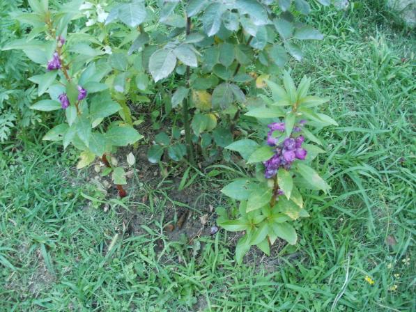 Name:  P1010191a.jpg
Views: 338
Size:  71.3 KB