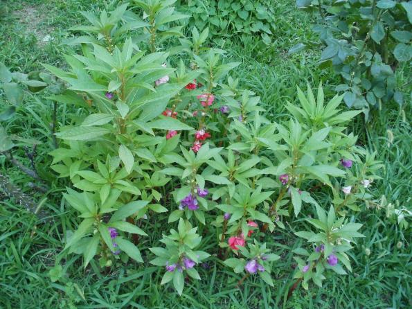 Name:  P1010192a.jpg
Views: 338
Size:  71.6 KB