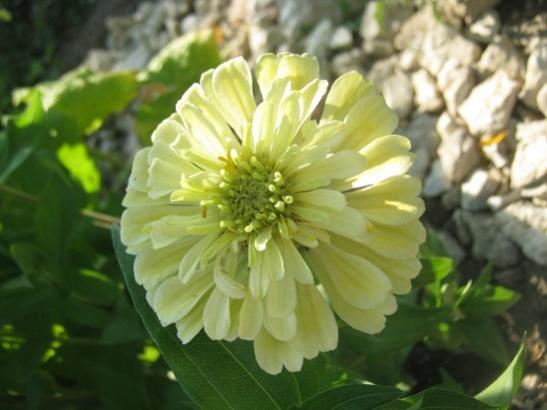Name:  zinnia- ak sar.jpg
Views: 1403
Size:  31.5 KB