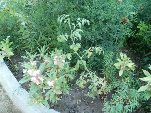 Name:  P1010198a.jpg
Views: 421
Size:  71.9 KB