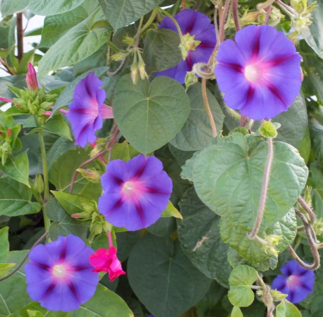 Name:  DSCF1449.jpg
Views: 393
Size:  62.0 KB