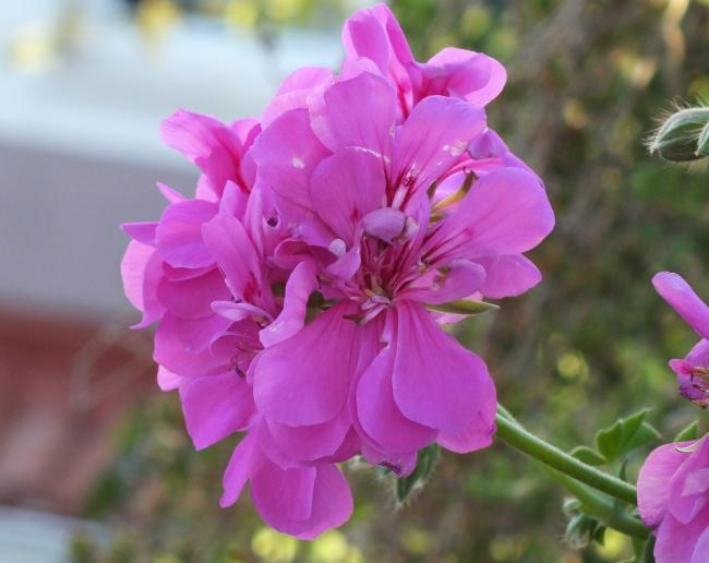 Name:  DSCF1507.jpg
Views: 416
Size:  36.3 KB