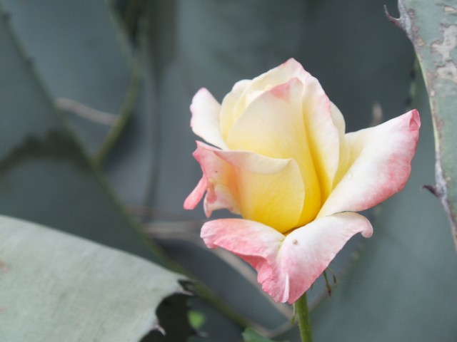 Name:  DSCF7552.jpg
Views: 232
Size:  48.7 KB