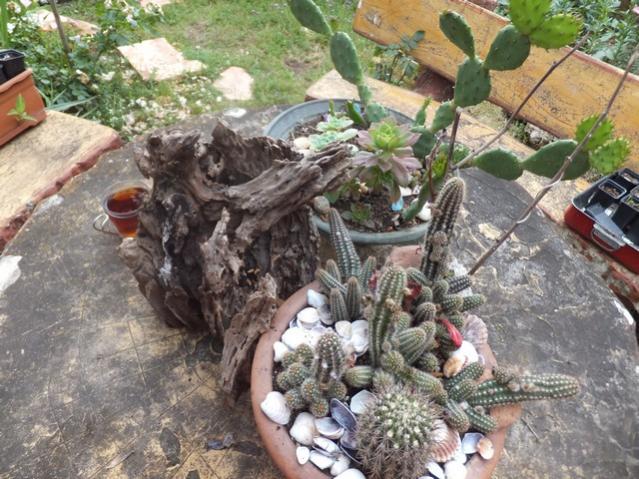 Name:  DSCF7564.jpg
Views: 214
Size:  69.5 KB