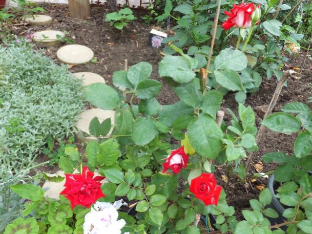 Name:  DSCF7572.jpg
Views: 205
Size:  69.7 KB
