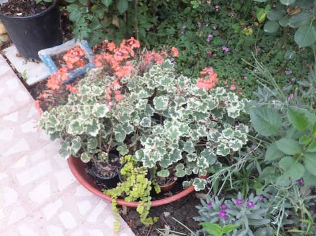 Name:  DSCF7574.jpg
Views: 208
Size:  67.1 KB