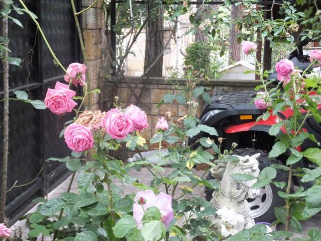 Name:  DSCF7576.jpg
Views: 195
Size:  68.3 KB