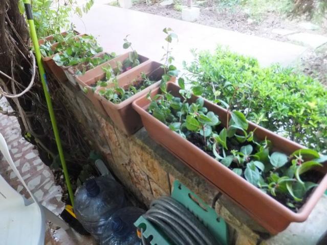 Name:  DSCF7598.jpg
Views: 307
Size:  55.9 KB