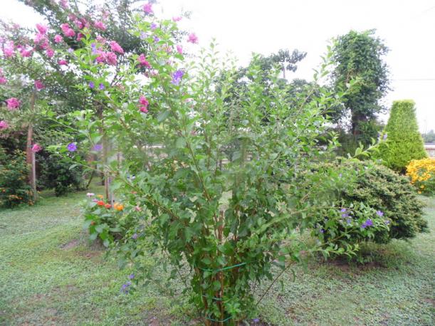 Name:  052-096.jpg
Views: 614
Size:  71.5 KB