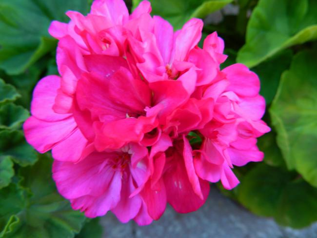 Name:  DSCN0701.jpg
Views: 1883
Size:  36.5 KB