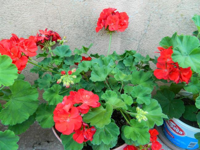 Name:  DSCN0427.jpg
Views: 2003
Size:  64.4 KB