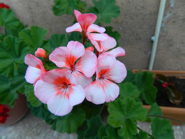 Name:  DSCN0428.jpg
Views: 1805
Size:  36.0 KB