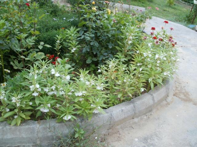 Name:  P1010243a.jpg
Views: 405
Size:  70.2 KB